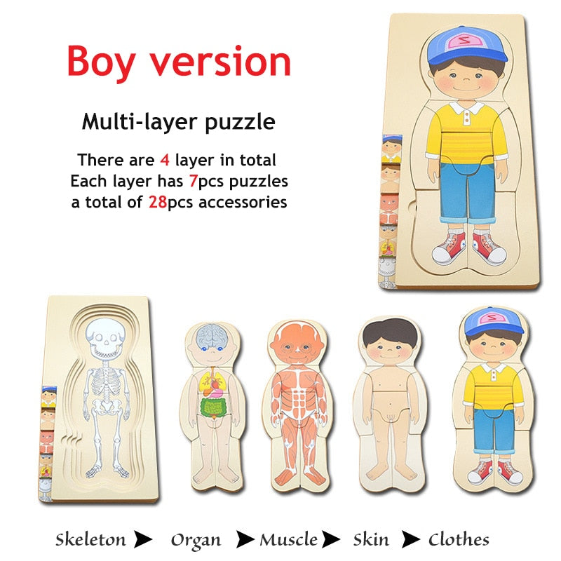 3D Interactive Human Body Model Kit - Luxicro