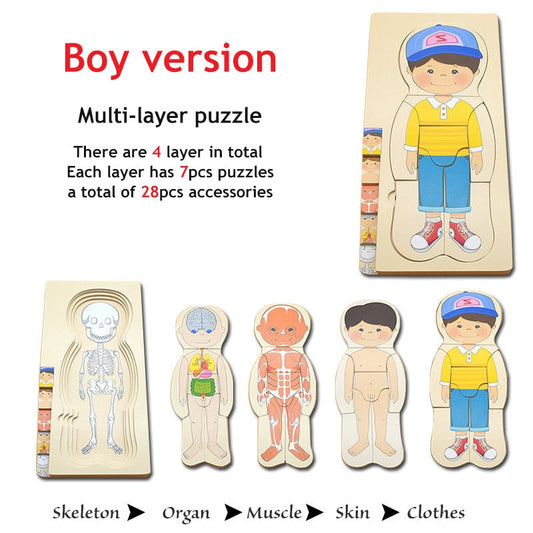 3D Interactive Human Body Model Kit - Luxicro