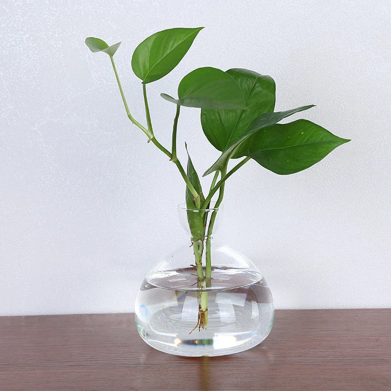 Sleek Transparent Plant Pot Vase