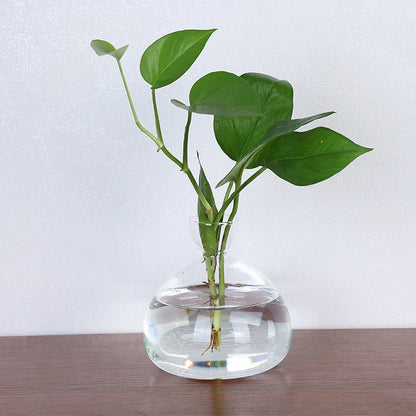 Sleek Transparent Plant Pot Vase