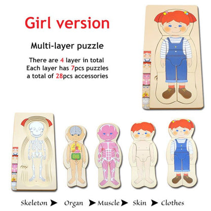 Anatomy Interactive Human Body Model Kit