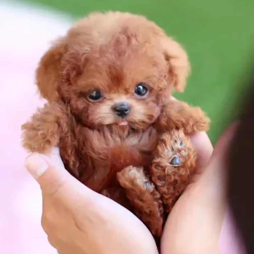 Fun Interactive Plush Dog Toy for Kids