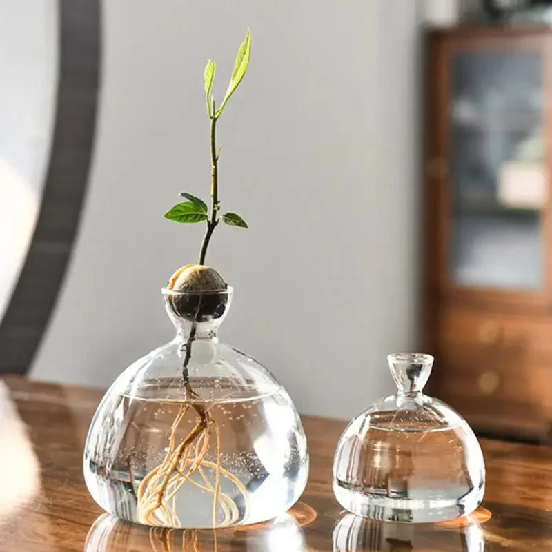 Sleek Transparent Plant Pot Vase