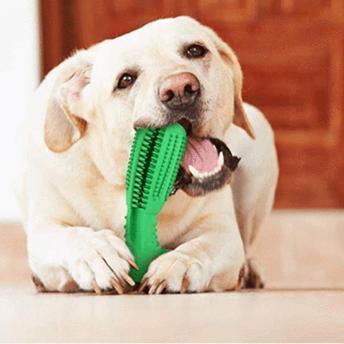 Dog Teeth Cleaning Brush Kit