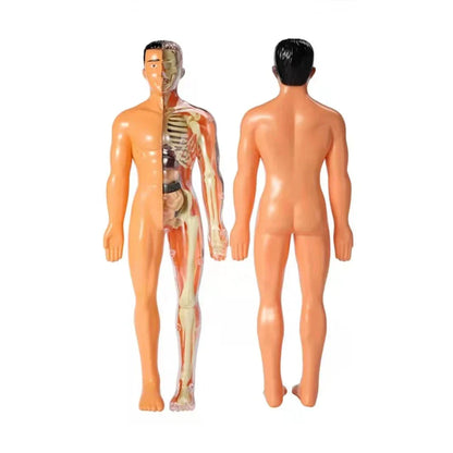 Educational 3D Anatomy Model for Children