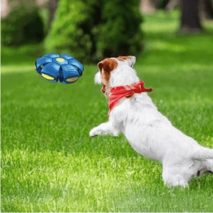 Comfortable Pet Walking Vest