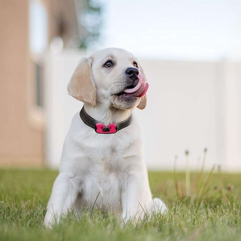 Anti Bark Training Dog Collar