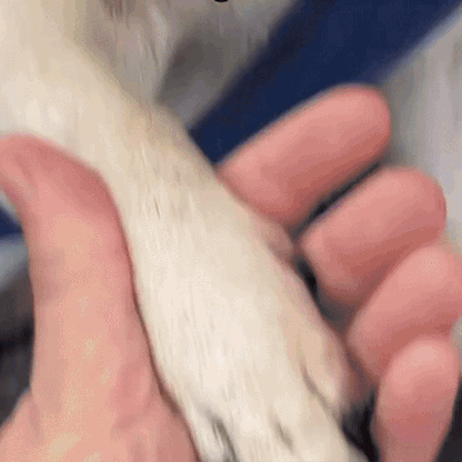Simple Nail Trimmer for Easy Cutting