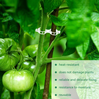 Simple Plant Supports for Tomatoes