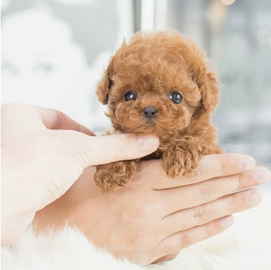 Cuddly Electronic Pet Puppy Toy - Walks and Talks