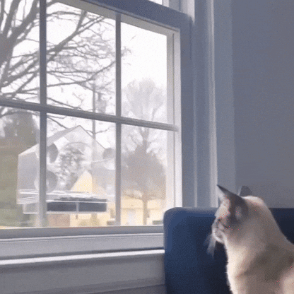 Easy Install Window Bird Feeder with Camera