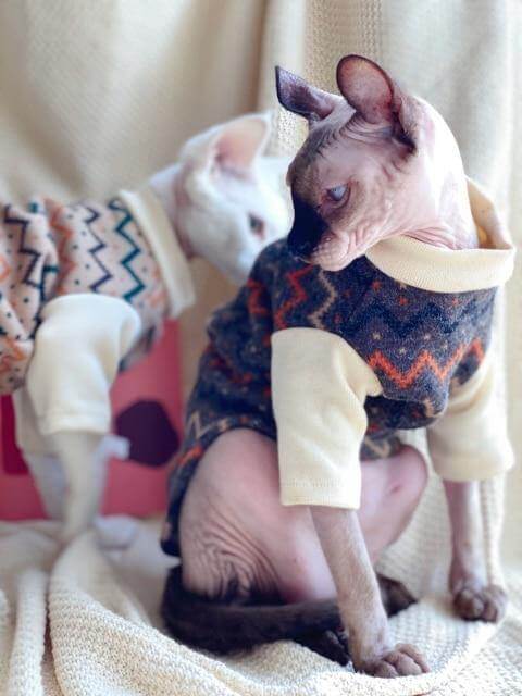 Funny Hairless Cat Crew Neck Sweater