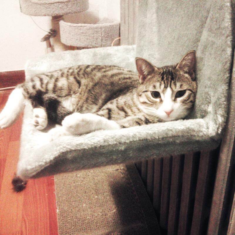 Comfy Pet Heating Hammock Bed - Luxicro