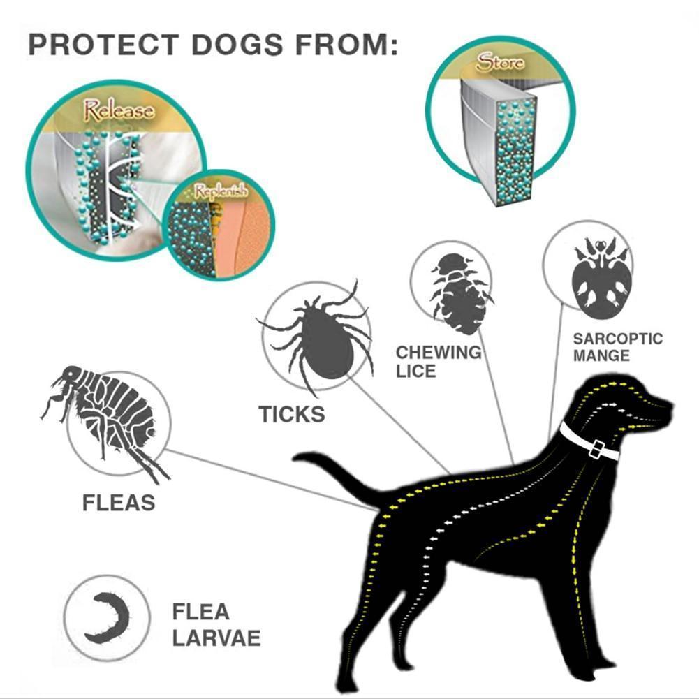 Effective Pest Control Dog Collar