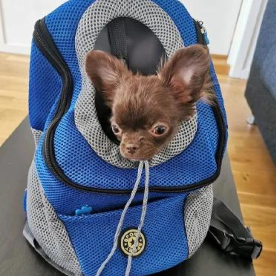 Pet Friendly Portable Dog Carrier